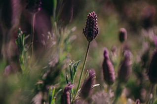 Service de fleurissement de tombe​